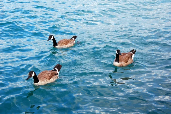 Chicago Gölünde Yüzen Yaban Ördeği — Stok fotoğraf