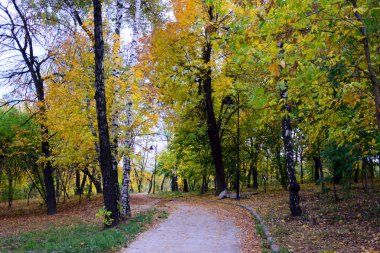 Sonbahar ve altın sonbahar ağaçları ve yapraklar güzel bir parkta.