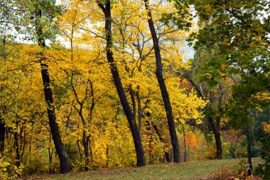 Sonbahar ve altın sonbahar ağaçları ve yapraklar güzel bir parkta.