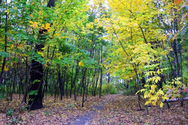 Herbst Und Goldene Herbstbäume Und Blätter Einem Schönen Park — Stockfoto