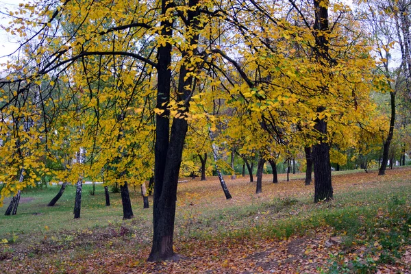 Herbst Und Goldene Herbstbäume Und Blätter Einem Schönen Park — Stockfoto