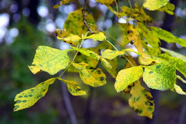 Sonbahar ve altın sonbahar ağaçları ve yapraklar güzel bir parkta.