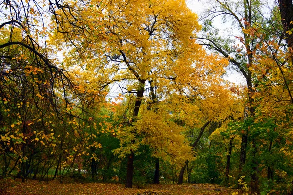 Herbst Und Goldene Herbstbäume Und Blätter Einem Schönen Park — Stockfoto