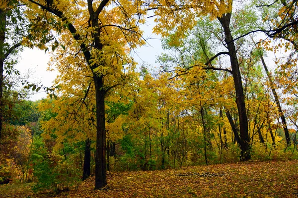 Queda Árvores Outono Douradas Folhas Belo Parque — Fotografia de Stock