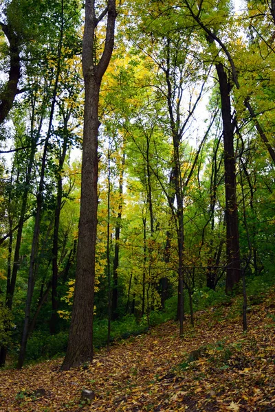 Herbst Und Goldene Herbstbäume Und Blätter Einem Schönen Park — Stockfoto