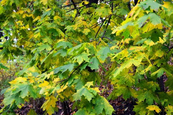 Sonbahar ve altın sonbahar ağaçları ve yapraklar güzel bir parkta.