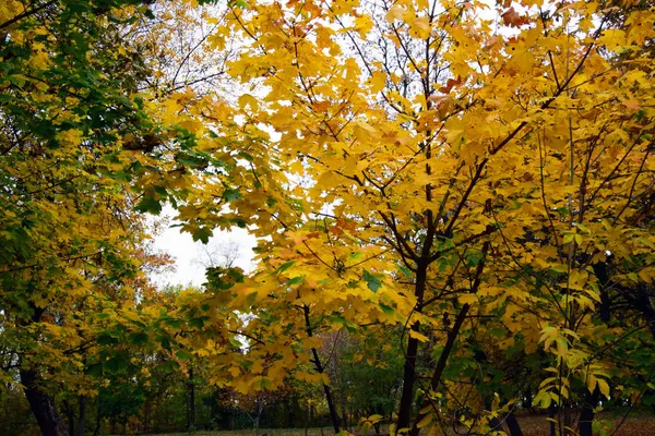 Herbst Und Goldene Herbstbäume Und Blätter Einem Schönen Park — Stockfoto