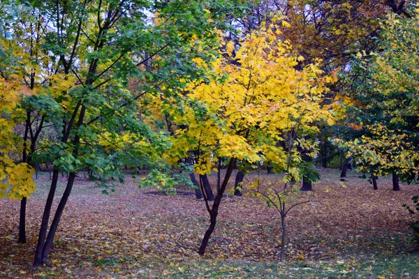 Sonbahar ve altın sonbahar ağaçları ve yapraklar güzel bir parkta.