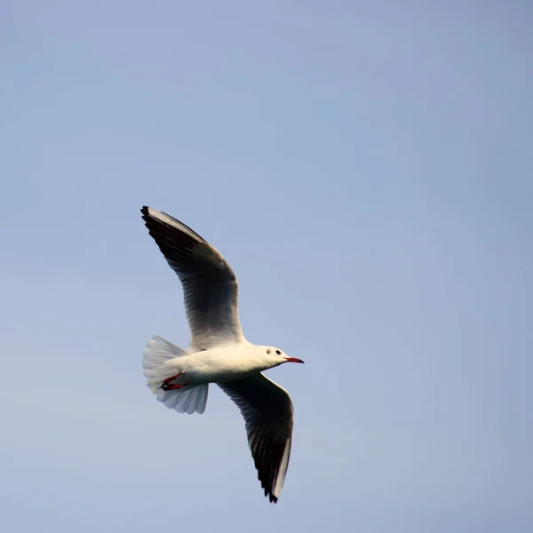 Racek Letící Modré Obloze — Stock fotografie