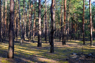çam ağaçları ile orman.