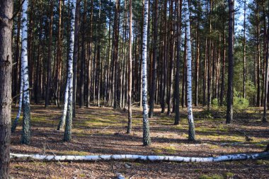 Huş ağacı ve çam ağaçları olan orman.