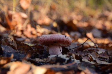 Sonbaharda ormanda yetişen ballı mantarlar.
