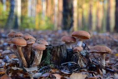 Sonbaharda ormanda yetişen ballı mantarlar.