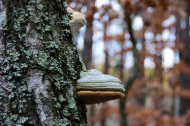 chaga mantar ağacı üzerinde.