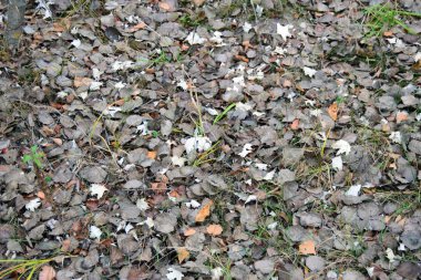 Sonbaharda yere düşen yapraklar.