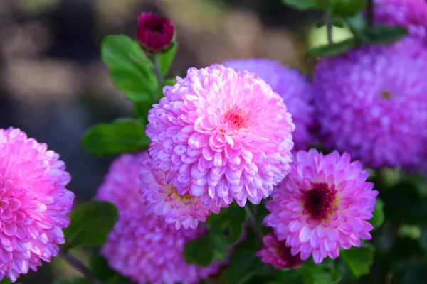 Kasımpatı çiçekleri sonbaharda açar..