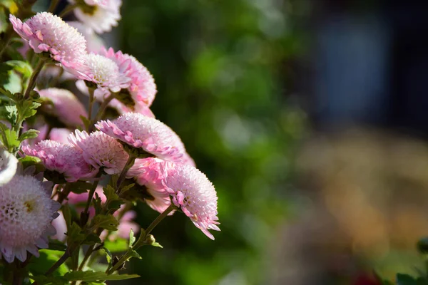 Flores Crisantemo Florecen Otoño — Foto de Stock