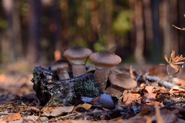 Grzyby Miodne Rosnące Jesienią Lesie — Zdjęcie stockowe