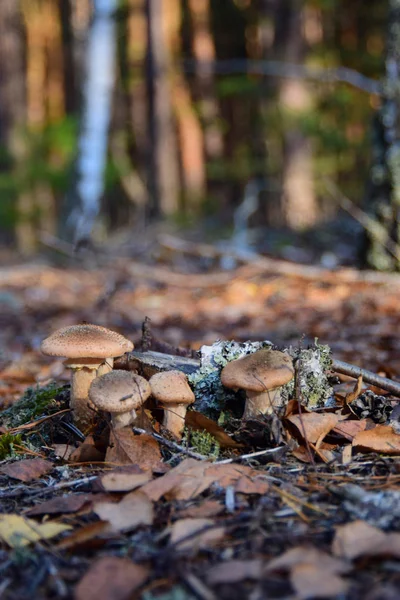 Sonbaharda ormanda yetişen ballı mantarlar.