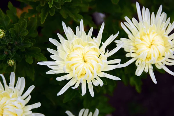 Kasımpatı çiçekleri sonbaharda açar..