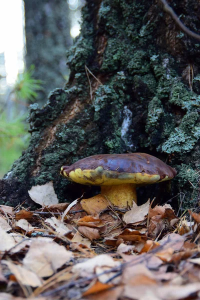 Zátoka Bolete Houby Lese — Stock fotografie