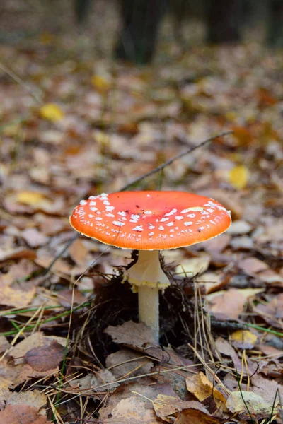 Ormanda tarım mantarı uçur.