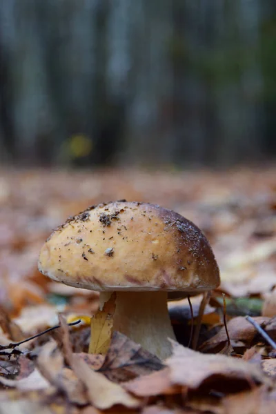 Grzyby Porcini Rosnące Jesienią Lesie — Zdjęcie stockowe