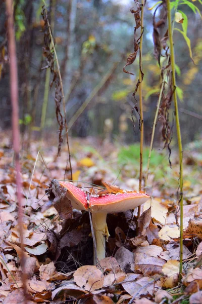 Muška Agarická Houba Lese — Stock fotografie