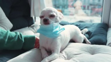 Pencerenin yanındaki yastıklarda duran koruyucu maskeli şirin beyaz Chihuahua 'lar. Yakından genç bir kadın sevimli köpeğini okşuyor. Hayvan hayatı. Sağlık hizmetleri. Hayvan bakımı.
