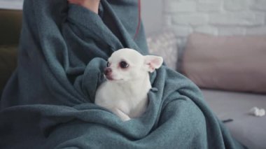 Güzel beyaz Chihuahua battaniyeyle kaplı kız dizlerinin üzerinde oturuyor. Genç sağlıksız Çinli kadın çay içiyor ve gripten kıvranıyor. Evcil hayvanlarla evde kal..