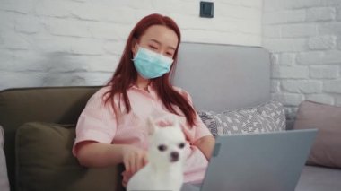 Maskeli Asyalı kız dizüstü bilgisayarla çalışıyor oturma odasındaki kanepede tatlı küçük Chihuahua 'ya sarılıp okşuyor. Daire. - Aile. Evcil hayvanınla evde kal. Coronavirüs.