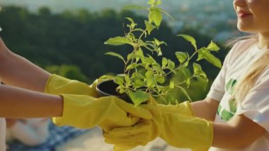 Arka planda genç ağaç manzarasını tutan elleri kapatın. Toprak, tarım, doğa, ekoloji, insan, yavaş çekim.