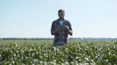 Çekici konsantre genç adam buğday tarlasına yatırım yapıyor. Büyük yeşil tarlanın ortasında duran akıllı bir yaban domuzu kullanıyor..