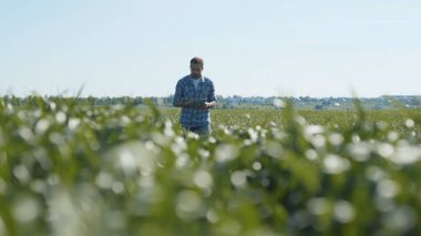 Yeşil bir tarlada buğday mahsullerini inceleyen yakışıklı genç çiftçi ve baharda güneş ışığı altında duran tablet bilgisayar kullanıyor..