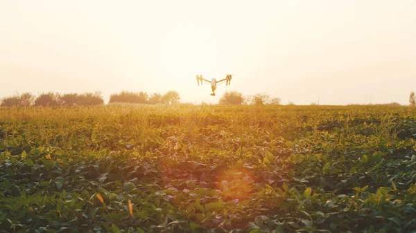 Beautiful sunset smart agriculture drone flying in sky rural aerial helicopter agros copter farm farming field industry landscape meadow nature plant professional harvest innovation slow motion