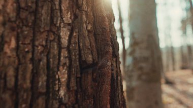 Baharın erken saatlerinde parlak güneş bir ağaç gövdesinin arkasında belirir. İdealist doğası. Kahverengi kabuklu eski bir çam ağacı. Manzara, manzara, çevre kavramı.
