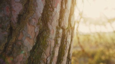 Baharın erken saatlerinde parlak güneş bir ağaç gövdesinin arkasında belirir. İdealist doğası. Kahverengi kabuklu eski bir çam ağacı. Manzara, manzara, çevre kavramı.