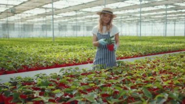 Çekici genç kız, annesine yaz yeşili ailesinde serada çiçek dikmesinde yardım ediyor. Kız, çocuk, eğlence evi, doğa, çocukluk, yavaş çekim.