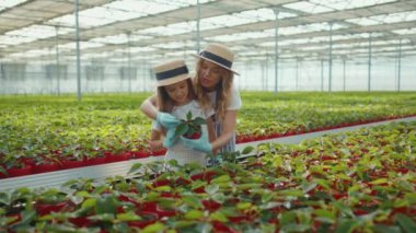 Çekici genç kız, annesine serada çiçek dikmesi için yardım ediyor. Yazın yeşil ailede. Kız, kız, çocuk, eğlence evi.