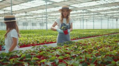 Güneşli bir günde genç bir kız annesine yardım ediyor yaz yeşili ailesinde serada birlikte çiçek dikiyor kız çocuk annesi, doğa anası çocukluk dönemi ağır çekim.