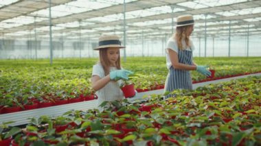 Komik genç kız, annesine serada çiçek dikmesinde yardım ediyor. Yazın yeşil ailede. Kız, kız, çocuk, doğa, çocuk, doğa, çocuk, yavaş çekim.