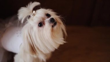 Şirin beyaz köpek, evdeki kameraya bakıyor. Komik, küçük, hayvansı, evcil hayvan, safkan, sevimli, kahverengi, izole, yavru köpek. Yavru köpek.