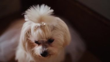 Beyaz küçük köpek, evdeki kameraya bakıyor. Komik, küçük, hayvansı, evcil, evcil bir hayvan. Safkan, sevimli, izole, yavru köpek.