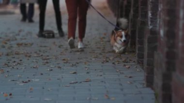 Düşük açılı, tanınmayan bir kadının tasmalı Corgi köpeği yürüyüşü. Evcil hayvan, aşk, sadakat. Pozitif duygular, iyi ruh hali. Düşen yapraklar, sonbahar zamanı. Yavaş çekim