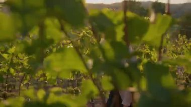 Genç bir kadının muhteşem manzarası üzüm bağlarında kırmızı şarap kadehiyle yürüyor. Mutlu hisset. Organik iç iç, doğayla iç.