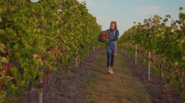 Yavaş çekim güzel çiftçi kadın üzüm bağında üzüm sepetini tutuyor. Güzel, güneşli bir sonbahar günü. Tarım endüstrisi, asma tarlası, yiyecek.