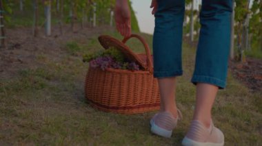 Genç çiftçi kadın, bağda üzüm bağıyla hasat sepetini yakın çekim. Güzel, güneşli bir sonbahar günü tarım tarım endüstrisi asma tarlası. Yavaş çekim işçisi.