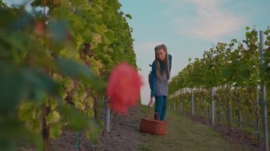 Kapatın genç çiftçi kadın üzüm bağında üzüm sepetine tutunun kameraya bakın güneşli sonbahar günü tarım endüstrisi asma tarla işçisi yavaş çekim işçisi