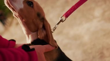 Kapalı kadın parkta genç av köpeğiyle oynuyor. Güzel güneşli bir akşam. Köpek yavrusu sahibi, evcil hayvan sahibi, çim sahibi, güneşli bir akşam güneşi.