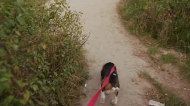 Kapatın ellerinizi kadın. Genç av köpeğiyle parkta oynayın. Güneşli bir akşam. Köpek yavrusu sahibi, evcil hayvan sahibi, çimenlik, güneşli bir akşam güneşi.